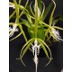 Epidendrum ciliare