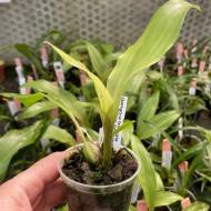 Gongora truncata