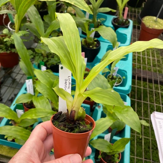 Lycaste bradeorum
