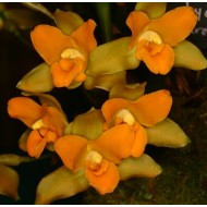 Lycaste bradeorum