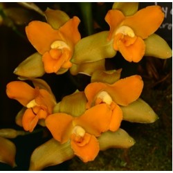 Lycaste bradeorum