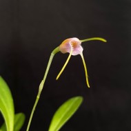 Masdevallia paivaeana
