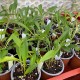 Masdevallia paivaeana