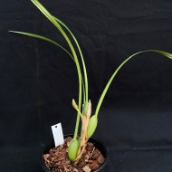 Maxillaria curtipes