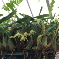 Maxillaria notylioglossa