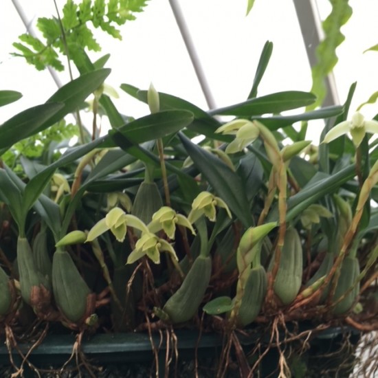 Maxillaria notylioglossa