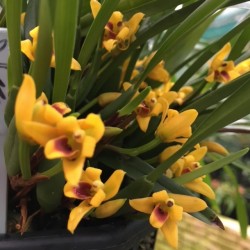 Maxillaria variabilis var. yellow