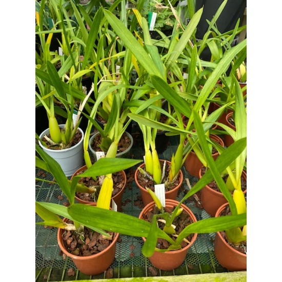 Miltonia flavescens