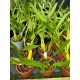 Miltonia flavescens
