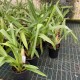 Miltoniopsis vexillaria "Arctic Moon"