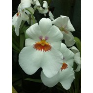 Miltoniopsis vexillaria "Arctic Moon"