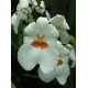 Miltoniopsis vexillaria "Arctic Moon"