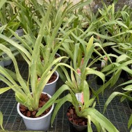 Miltoniopsis vexillaria "Josephina"