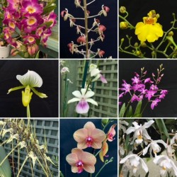 Mixed Orchid Monthly Scheme