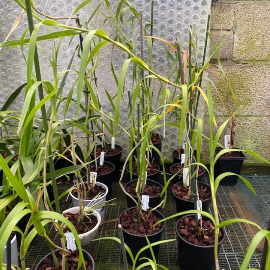 Neobenthamia gracilis