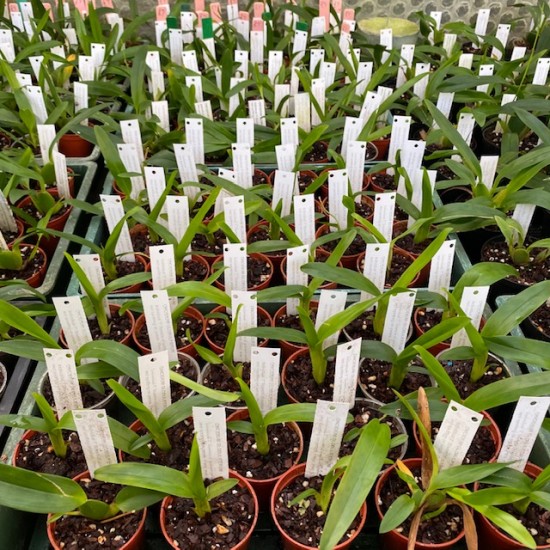 Oncidium globuliferum