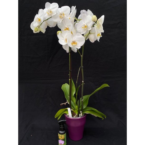 Orchid Gift Package