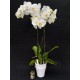 Orchid Gift Package