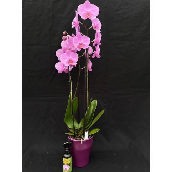 Orchid Gift Package
