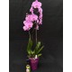 Orchid Gift Package