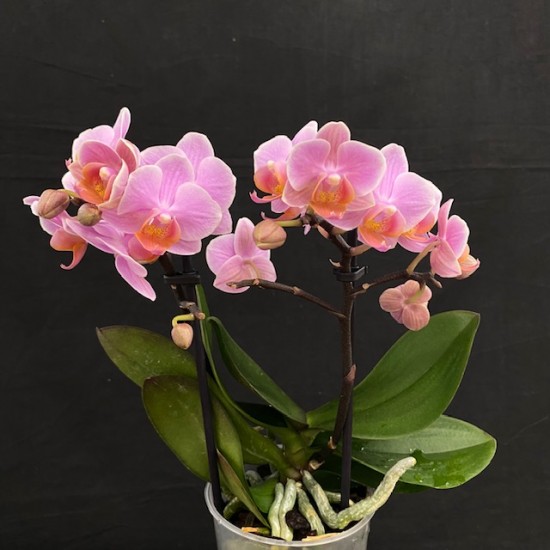 Phalaenopsis Andorra