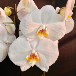 Phalaenopsis Cool Breeze (Reduced)