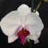 Phalaenopsis Happy Girl (Reduced)