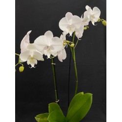 Phalaenopsis Manta Gili (Reduced)