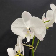 Phalaenopsis Manta Gili (Reduced)
