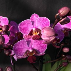Phalaenopsis Perceval (Reduced)