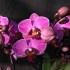 Phalaenopsis Perceval (Reduced)