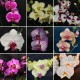 Phalaenopsis Gift