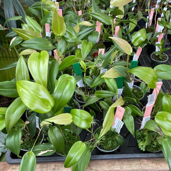 Pleurothallis palliolata