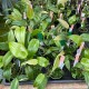 Pleurothallis palliolata