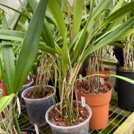 Pleurothallis peduncularis
