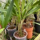 Pleurothallis peduncularis