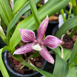 Prosthechea garciana