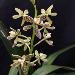 Prosthechea vespa