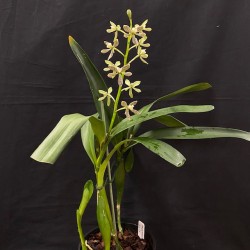 Prosthechea vespa