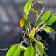 Restrepia brachypus
