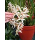 Coelogyne asperata