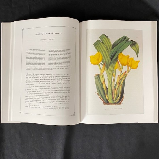 Pescatorea Iconography of Orchids
