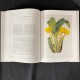 Pescatorea Iconography of Orchids