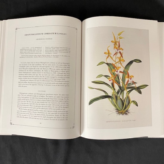 Pescatorea Iconography of Orchids