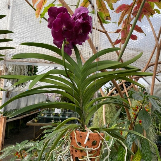 Vanda Pink - Terracotta Pot
