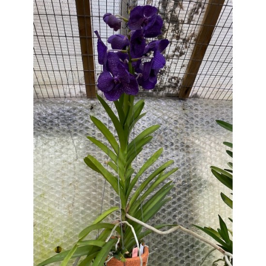 Vanda Blue Tessellated - In Terracotta Pot