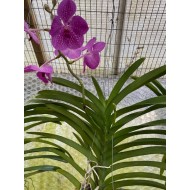 Vanda Pink Tessallated - In Terracotta Pot