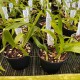 Zygopetalum maxillare
