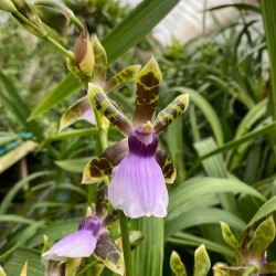 Zygopetalum maxillare