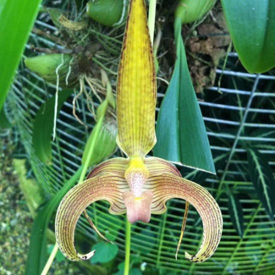 Bulbophyllum lobbii
